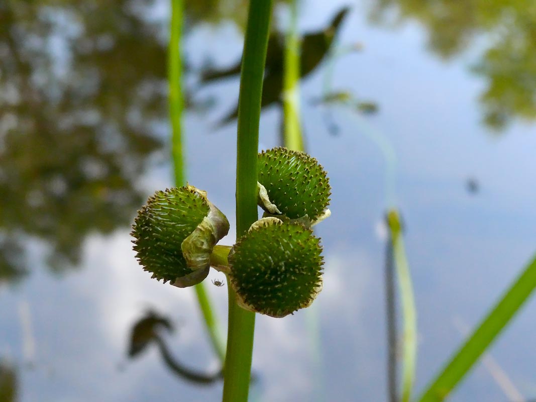 Sagittaria sagittifolia